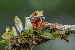 Red eyed tree frog Agalychnis callidryas on a branch in Costa Rica