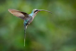 Green Hermit, Phaethornis guy, clear light green background, Costa Rica. Wildlife scene from nature. Bird in flight in forest. Hummingbird with long beak. Tropical animal in jungle.