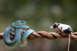 Blue Viper Snake as top predator ready to strike his prey  mouse