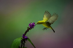 Yellow Colibri Hovering into the flower