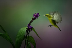 Yellow Colibri Hovering into the flower with colorful bokeh background