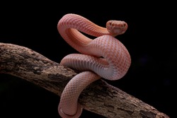 Poisonous Red Viper Snake as a natural predator ready to strike their prey.