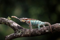 A Panther Chameleon as a natural predator ready to strike an insect as their prey.