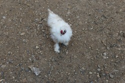 Close up photo of Marco Silkie chicken