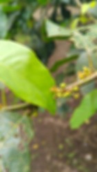 Defocus abstract background of the green fruit will be very small, which is attached to the trunk of the tree.