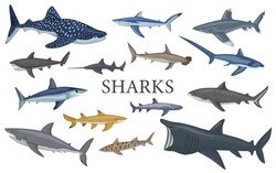 Set shark isolated on white background in flat. Different kind of sharks hammerhead, white, leopard, mako, bull, saw, fox, basking, tiger. Design sea animals for any purposes. Vector illustration.