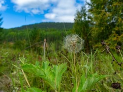 The green hill. dandelion on the background of a hilly landscape