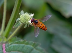Hoverflies, also called flower flies or syrphid flies, are the insect family Syrphidae