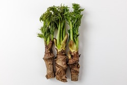 edible shoots of a fatsia on a white background