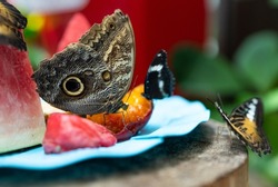 Konya Tropical Butterfly Garden Photo, Konya Turkey 