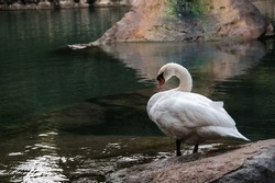 A white swan on the shore of a lake or pond in a wild natural habitat.