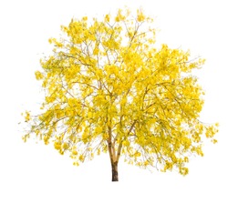 Yellow tree, flowers in autumn season isolated on white background