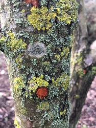 Lichen growing on a tree trunk