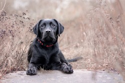 Labrador dog laying down between brown flowers, looking at the camera relaxed. Black lab. Labrador retriever. 