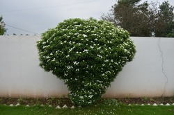 Jasmine shrub in a house garden with glossy green leaves and white coloured flowers and buds. Evergreen shrub.Olive family Oleaceae. India. Asia.