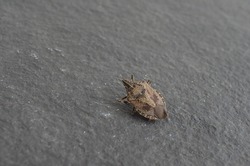 The brown marmorated stink bug is an insect in the family pentatomidae.Asia India Hemiptera Halyomorpha sucking insect. Brown Shield bug,creamy white-brown underside, like marble.Pungent odor true bug