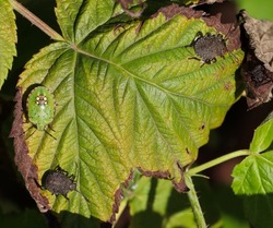 Three stink bug on a raspberry leaf, two species of stink bug(Brown marmorated stink bug, southern stink bug) 