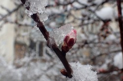 Snow on the flowers of blossoming almonds in the spring in the city of Evpatoria (Crimea, Crimean Peninsula).    
