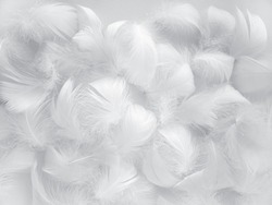 White fluffy bird feathers. Beautiful fog. A message to the angel. The texture of delicate feathers. soft focus.