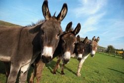 Group of donkeys in field looking to camera