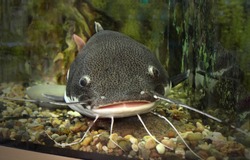 Catfish In The Ocean Aquarium. Fish From Ocean In The Aquarium. Red-tailed catfish in an aquarium with a wound on the lip, catfish caught.