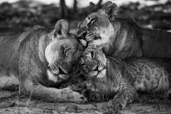 Wild Lion family Okavongo Delta Botswana