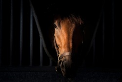 Horse portrait on dark background inside stable
