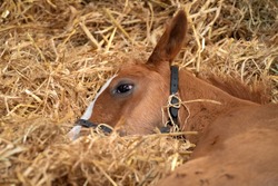  A foal sleeping inside stables
