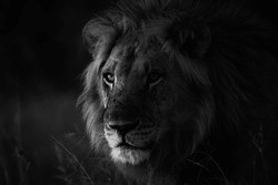 A male lion is seen in Okavango Delta on 24 May 2023