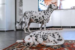 Dalmatians in the house, in the kitchen. A puppy sleeps in the foreground, an adult dog in the background. Focus on a puppy sleeping on the carpet. Selective focus. Blurred background.