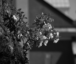 Monochromatic photo of blooming white cheery flowers on a new, fresh offshoot on an old, rotten, almost dead cherry tree.