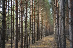 Tall pines grow in beautiful, orderly rows. Sunlight breaks through them and shadows fall on the ground, which is covered with a thick layer of pine needles.