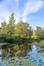 A lush green tree admires its own reflection in a pond in a nature preserve in Toronto, Ontario on a bright sunny day.