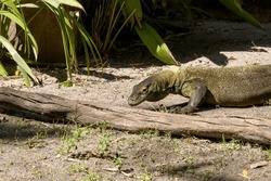 A green komodo dragon slithers across the ground in the sun in Orlando, Florida.