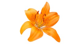 Orange lilly - Free Stock Photo by Val Lawless on Stockvault.net