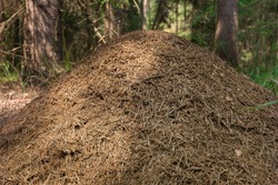 Closeup of large anthill in the forest