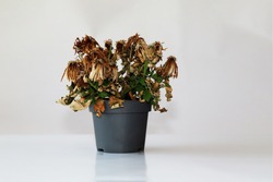 Dried plant in a pot on a gray background. The flower wilted in the pot. The indoor flower is dry. Close-up view.
