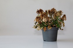 One withered flower in a vase on a gray background. The houseplant wilted in the pot . Dry plant in a gray pot.