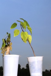 A dead sapling and a green sapling in white pots. Withered leaves and flowering foliage of a plant against the sky. Dried flower and live flower.