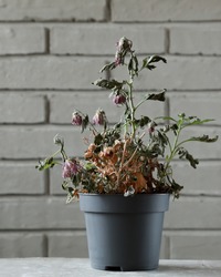 A dried plant in a gray flowerpot. A withered flower in a pot against a gray brick wall. Close-up.