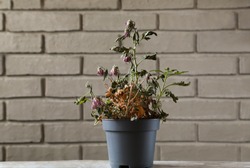 Wilted houseplant in a gray flowerpot. Dry indoor flower on the background of a gray brick wall. A dried flower in a gray pot.