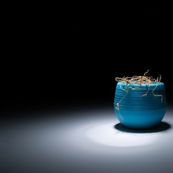 The dried herb in a pot in the dark glows white light. A withered flower on a black background is illuminated by light. The indoor flower is dry. Close-up. The indoor flower is dry in a blue pot.