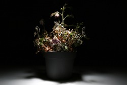 A dead flower in a vase on a black background is illuminated by white light. A dried flower in a pot in the dark glows with light. Dry komnatnoe plant.