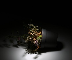 A dead flower in a vase lies on a black background. The wilted plant is illuminated with white light. A dried flower in a pot fell in the dark glow with light. Dry houseplant.