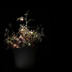 A dried potted indoor flower is illuminated by a bright white light in the dark. A wilted flower in a flower pot on a black background. A dead plant.