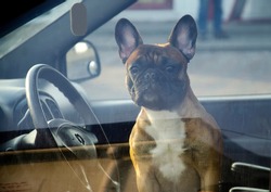 French bulldog in the inside of a manishina and looks out the window. The pet is alone in a closed car. The dog guards the car, waiting for its owner.