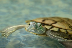 Domestic turtle close-up. A domestic red-eared turtle in an aquarium. The red-eared slider peeking its head out from the water surface .