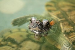 A domestic red-eared turtle in an aquarium, sticking its head out from under the surface of the water. Pets in the aquarium.