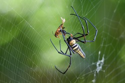 Nephila pilipes is a species of golden orb-web spider. It resides all over countries in East and Southeast Asia.