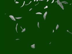 Group of white bird feathers falling down over green background. Easy style, can be used in flyers, banners, web. Light cute feathers design. 3D rendering